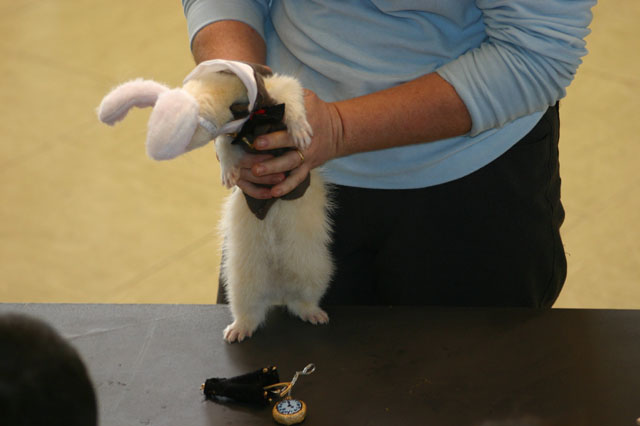 Panna Bianconiglia