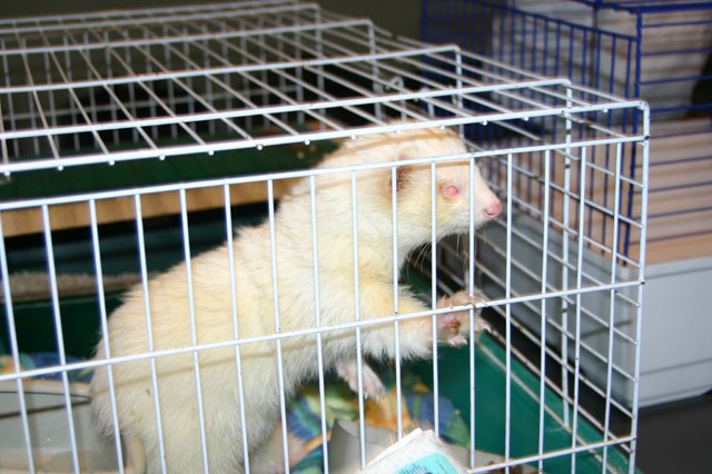 Rubino
