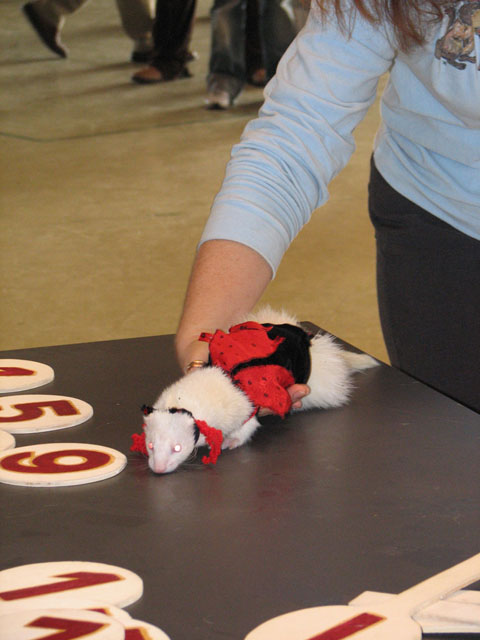 coccinella