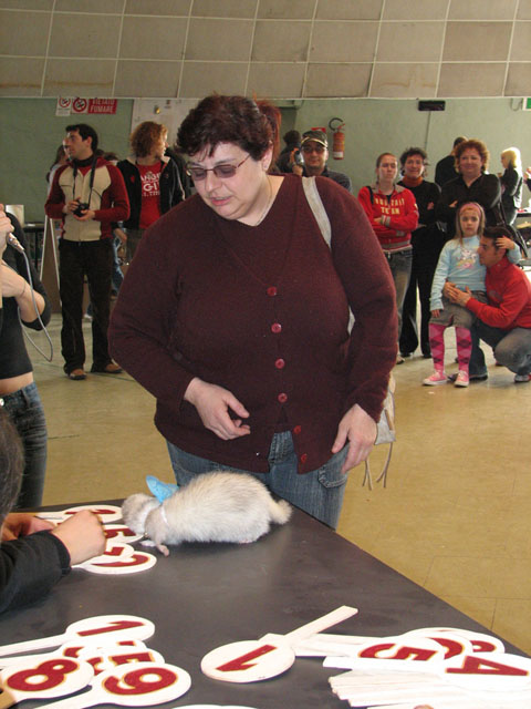 furofarfalla