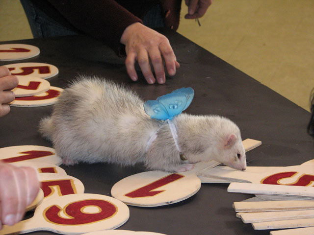 furofarfalla2