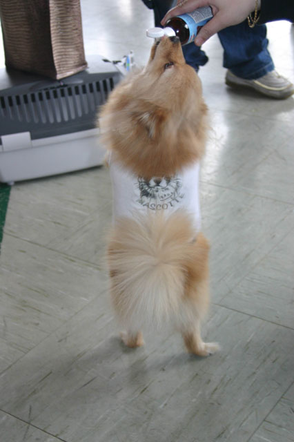 mascotte in stand-up 