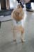 mascotte in stand-up 
