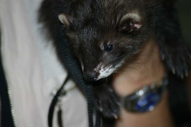 Nico davvero BLACK