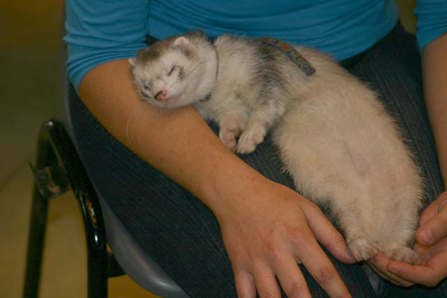 Sansone Zzzzzz
