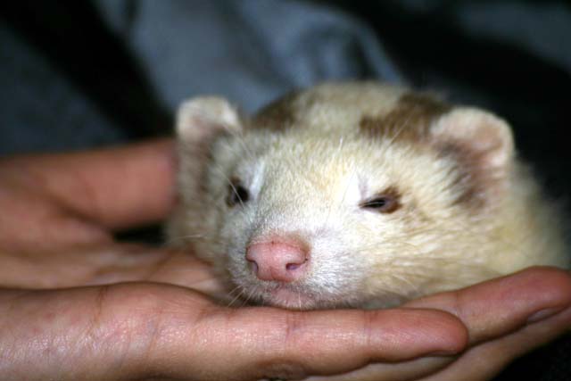 faccia piatta